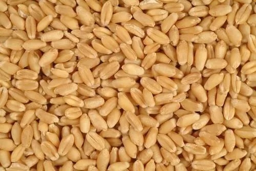Wheat (Gehu) (Qty 1Kg)
