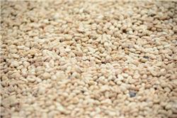 Sesame (Qty 500gm)