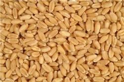 Wheat (Gehu) (Qty 1Kg)
