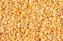 Yellow Split Pigeon Pea Plant(Tuvar dal) (Qty 1Kg)