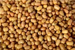 Moth Bean (MOth Dal)(Qty 1Kg)
